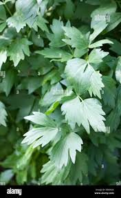 Attēlu rezultāti vaicājumam “Levisticum officinale leaf”