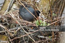Attēlu rezultāti vaicājumam “Fulica atra nest”