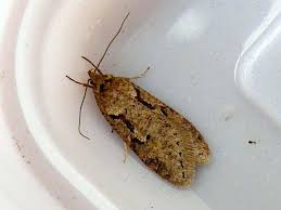 Attēlu rezultāti vaicājumam “Semioscopis steinkellneriana”