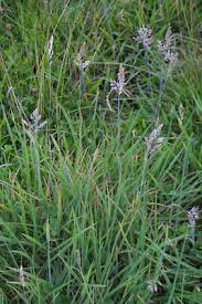 Attēlu rezultāti vaicājumam “Holcus lanatus  flower”