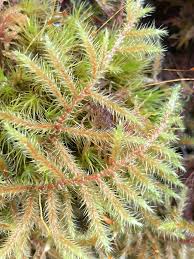 Attēlu rezultāti vaicājumam “Rhytidiadelphus”