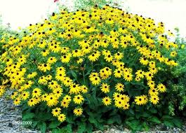 Attēlu rezultāti vaicājumam “Rudbeckia hirta var. pulcherrima flower”