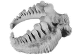 Image result for Moxostoma hubbsi