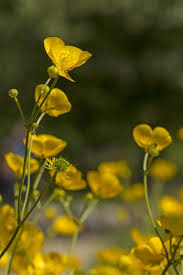 Attēlu rezultāti vaicājumam “Ranunculus polyanthemos”