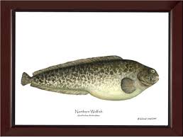 Image result for Anarhichas denticulatus