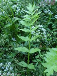 Attēlu rezultāti vaicājumam “Berula erecta leaf”