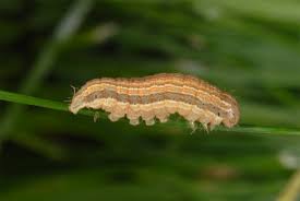 Attēlu rezultāti vaicājumam “Mythimna impura”