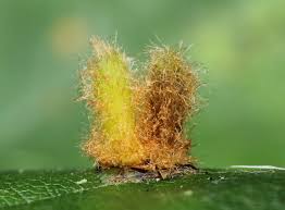 Attēlu rezultāti vaicājumam “Rabdophaga heterobia”