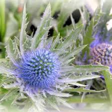 Attēlu rezultāti vaicājumam “Eryngium maritimum”