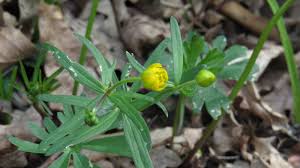 Attēlu rezultāti vaicājumam “Ranunculus auricomus leaf”