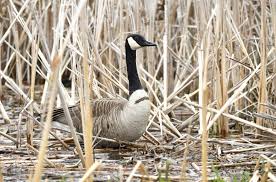 Attēlu rezultāti vaicājumam “Branta canadensis adult”