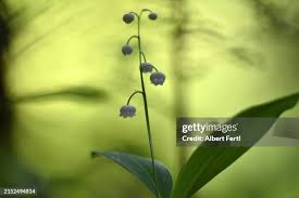 Attēlu rezultāti vaicājumam “Convallaria majalis bud”