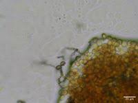 Attēlu rezultāti vaicājumam “Ophiotheca chrysosperma”