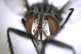 Attēlu rezultāti vaicājumam “Gynaephora selenitica larva”