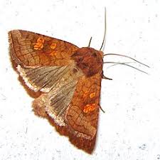 Attēlu rezultāti vaicājumam “Amphipoea”