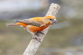 Image result for Loxia curvirostra