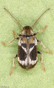 Attēlu rezultāti vaicājumam “Priobium carpini”