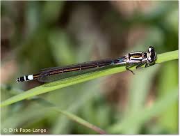 Attēlu rezultāti vaicājumam “Coenagrion armatum male”