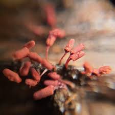 Attēlu rezultāti vaicājumam “Arcyria denudata spores”