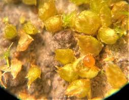 Attēlu rezultāti vaicājumam “Acaulon muticum”