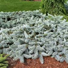 Attēlu rezultāti vaicājumam “Picea pungens”