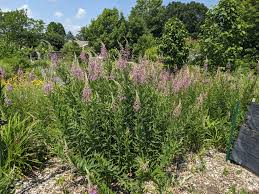 Image result for Epilobium angustifolium