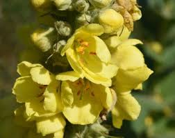 Attēlu rezultāti vaicājumam “Verbascum densiflorum”