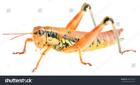 Attēlu rezultāti vaicājumam “Podisma pedestris”