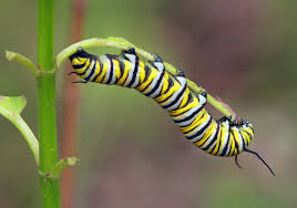 Image result for monarch caterpillar