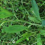 Attēlu rezultāti vaicājumam “Lathyrus sylvestris leaf”