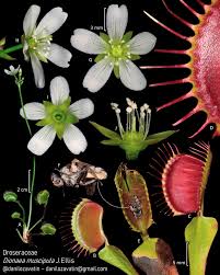 Attēlu rezultāti vaicājumam “Droseraceae”