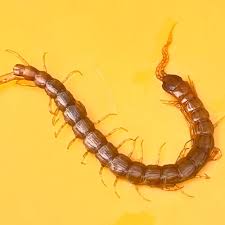 Attēlu rezultāti vaicājumam “Lithobius forficatus”