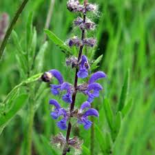 Image result for Salvia pratensis