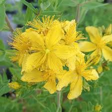 Attēlu rezultāti vaicājumam “Hypericum perforatum bud”