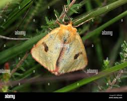 Attēlu rezultāti vaicājumam “Diacrisia sannio male”