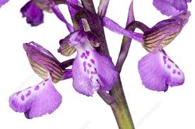 Attēlu rezultāti vaicājumam “Orchis morio”