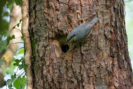 Attēlu rezultāti vaicājumam “Sitta europaea nest”