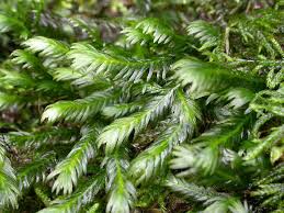 Attēlu rezultāti vaicājumam “Fissidens osmundoides”