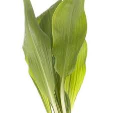 Attēlu rezultāti vaicājumam “Allium ursinum leaf”