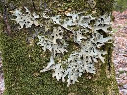 Attēlu rezultāti vaicājumam “Lobaria pulmonaria”