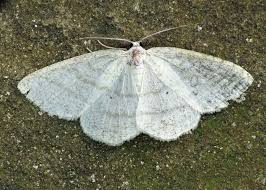 Attēlu rezultāti vaicājumam “Cabera pusaria”