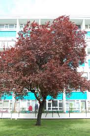 Attēlu rezultāti vaicājumam “Prunus cerasifera”