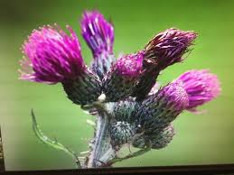 Attēlu rezultāti vaicājumam “Cirsium palustre fruit”