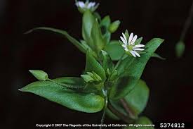 Attēlu rezultāti vaicājumam “Stellaria pallida”