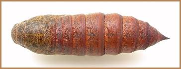 Attēlu rezultāti vaicājumam “Hyles gallii imago”