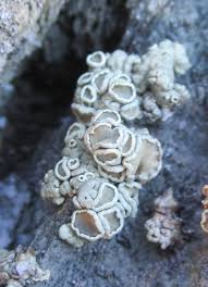 Attēlu rezultāti vaicājumam “Petractis sp.”