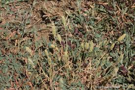 Attēlu rezultāti vaicājumam “Phleum phleoides fruit”