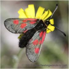 Attēlu rezultāti vaicājumam “Zygaena filipendulae exuvia”