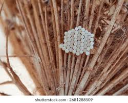 Attēlu rezultāti vaicājumam “Pentatomidae eggs”