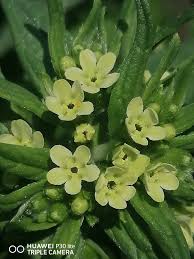 Attēlu rezultāti vaicājumam “Lithospermum officinale flower”